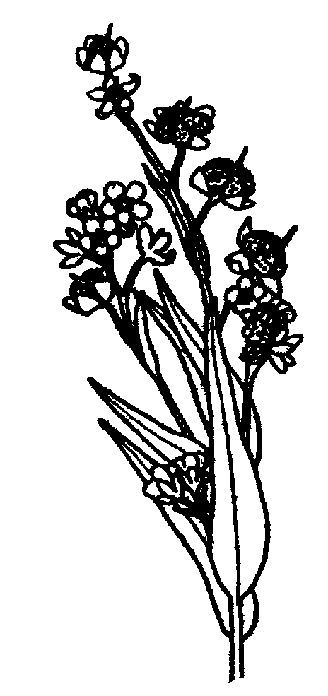 Hundtunga, Cynoglossum officinale L.
