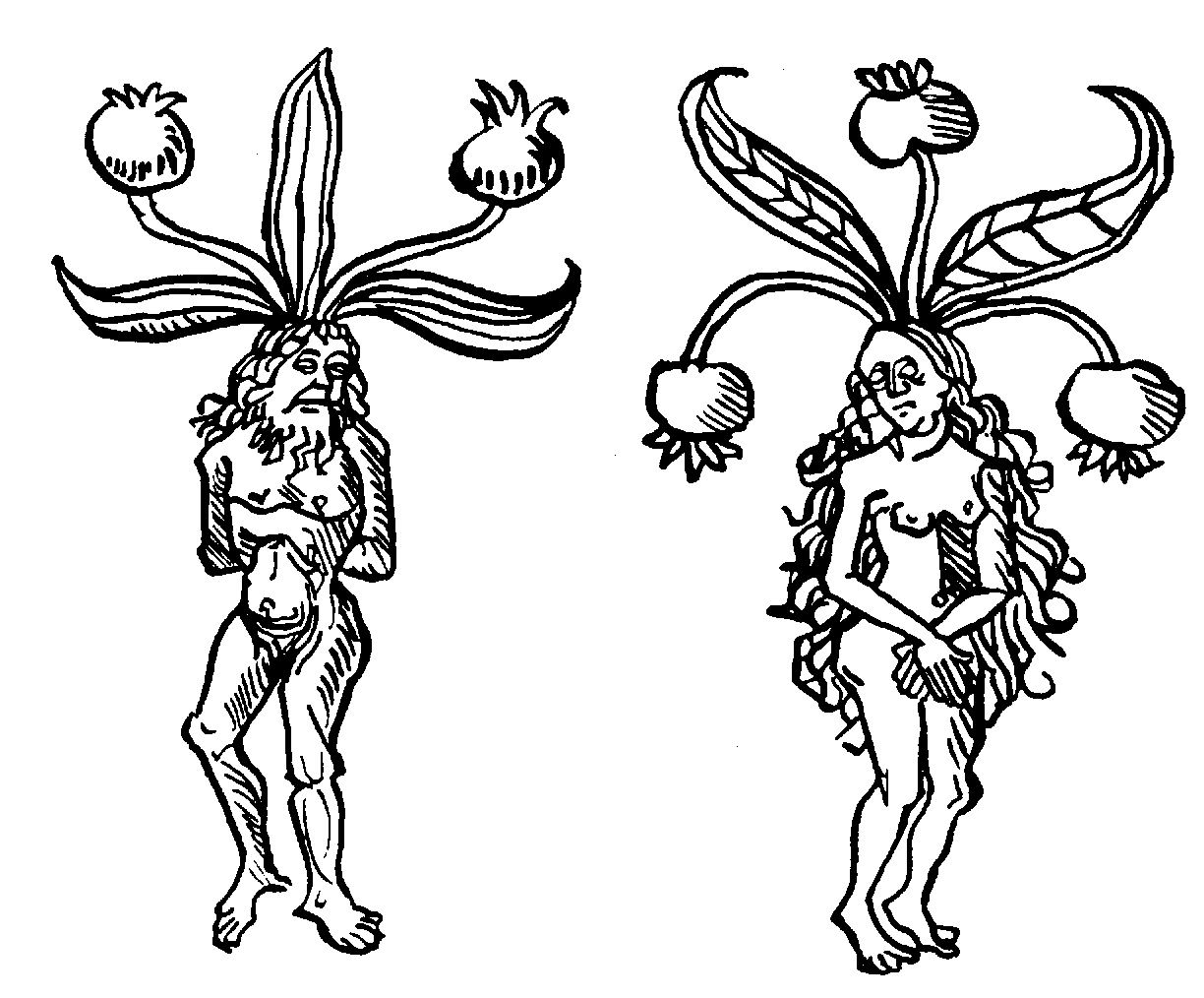 Alrunor; träsnitt ur Schöffers ´Gart der Gesundheit´, 1485