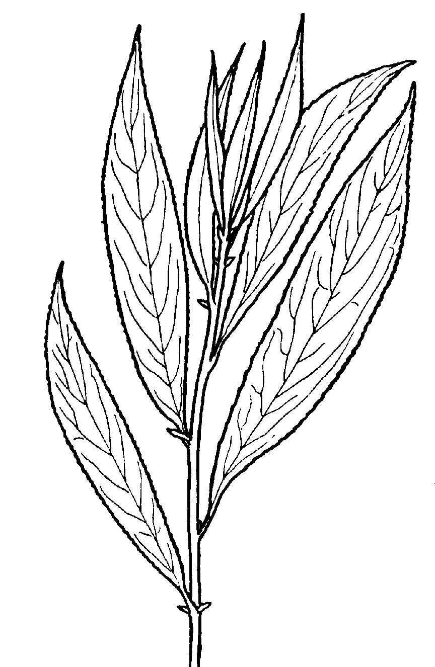 Kvist av Salix alba